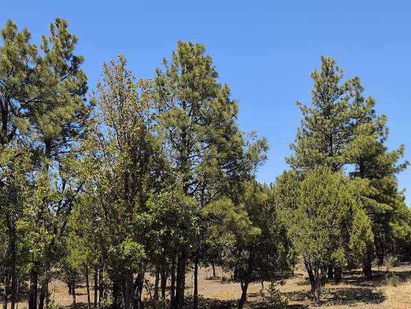 1 Acre of Residential Land for Sale in Happy Jack, Arizona