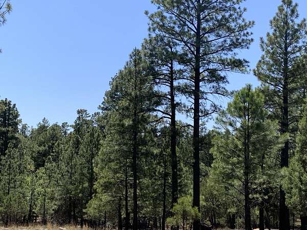 10 Acres of Land for Sale in Happy Jack, Arizona