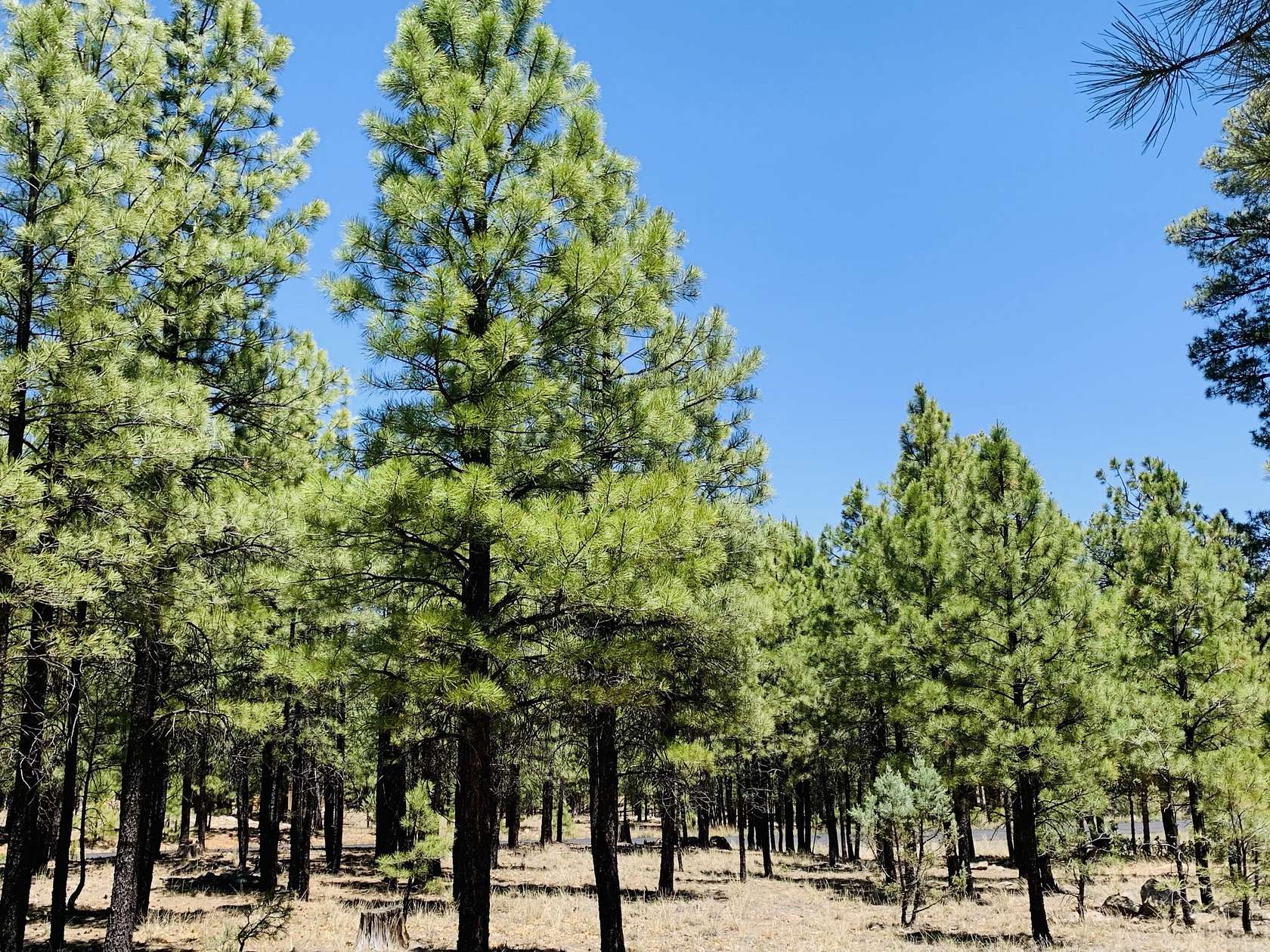 0.87 Acres of Residential Land for Sale in Happy Jack, Arizona