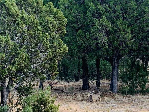 1.52 Acres of Residential Land for Sale in Happy Jack, Arizona