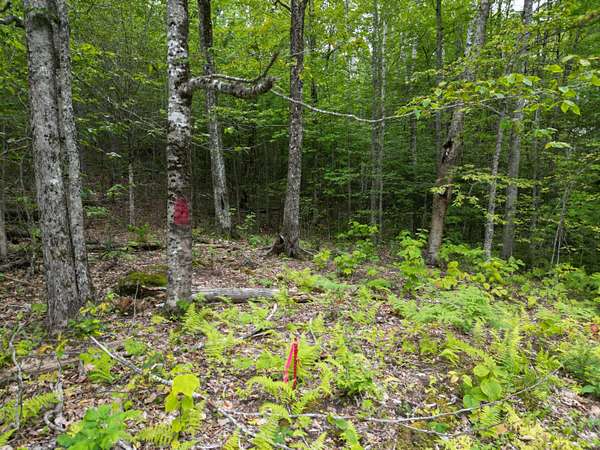 1.2 Acres of Residential Land for Sale in Lincoln, Maine