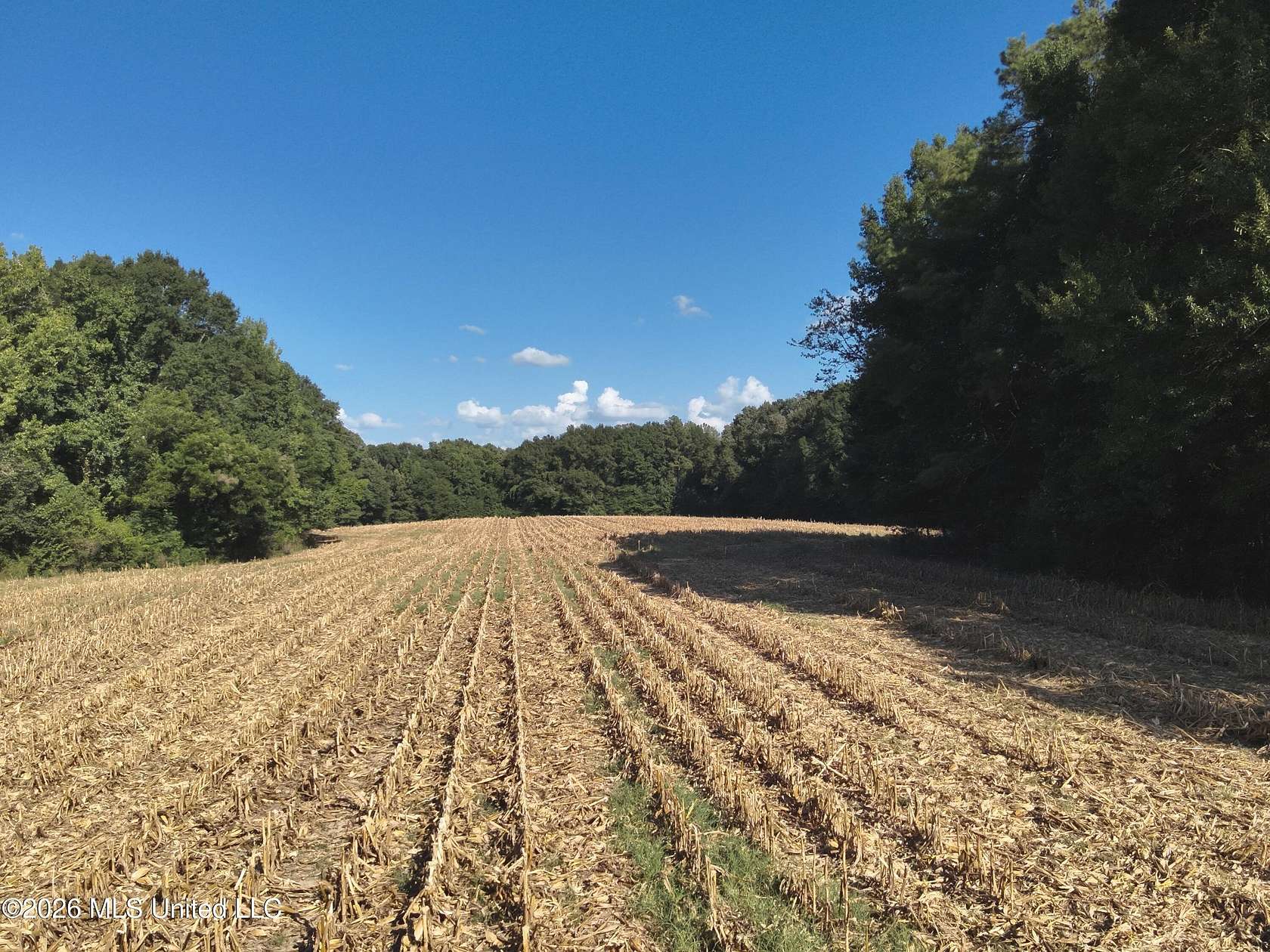250 Acres of Land for Sale in Vaughan, Mississippi