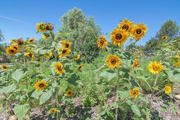 3 Acres of Land with Home for Sale in Fallbrook, California