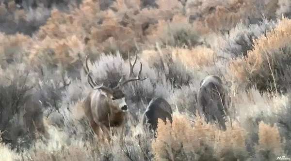 4,171 Acres of Land for Sale in Lindrith, New Mexico