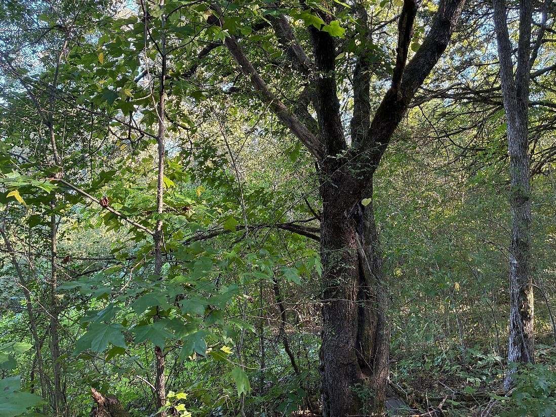 23.2 Acres of Recreational Land for Sale in Riceville, Tennessee
