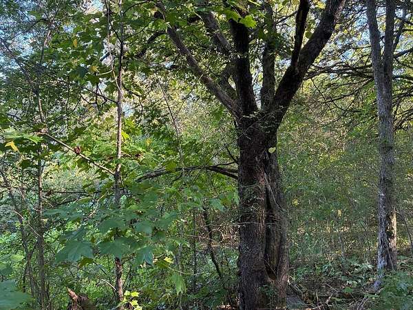 23.2 Acres of Recreational Land for Sale in Riceville, Tennessee