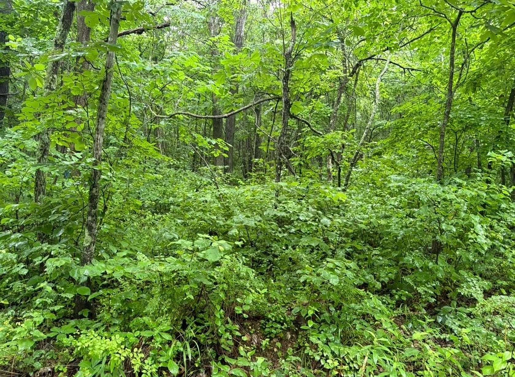 72 Acres of Land for Sale in Piedmont, Missouri