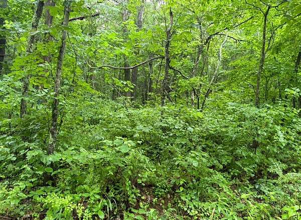 72 Acres of Land for Sale in Piedmont, Missouri