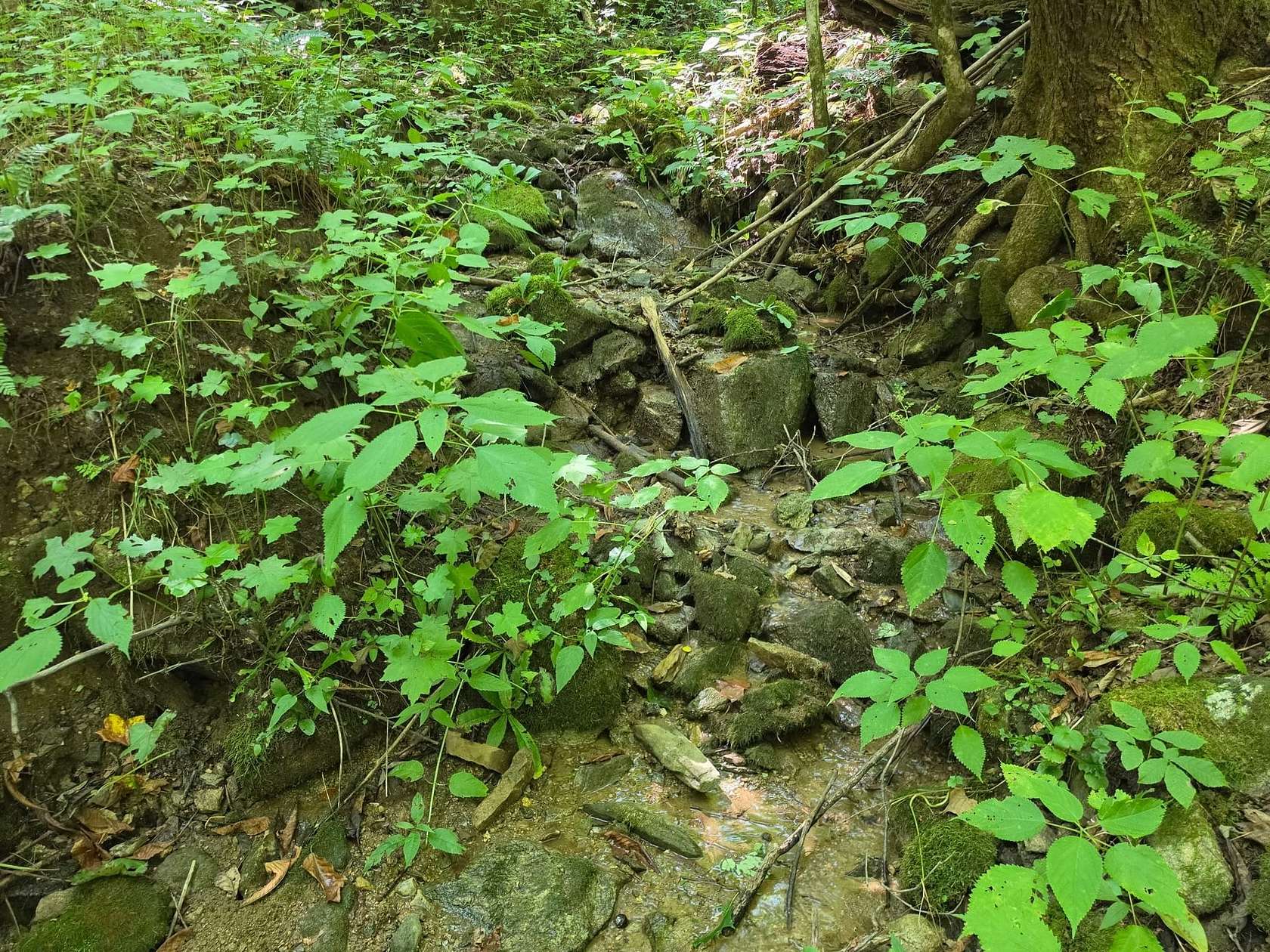 474 Acres of Recreational Land for Sale in Marshall, North Carolina