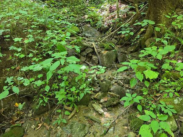 474 Acres of Recreational Land for Sale in Marshall, North Carolina