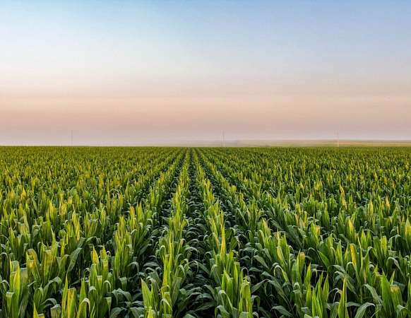 80 Acres of Land for Sale in Scranton, Iowa