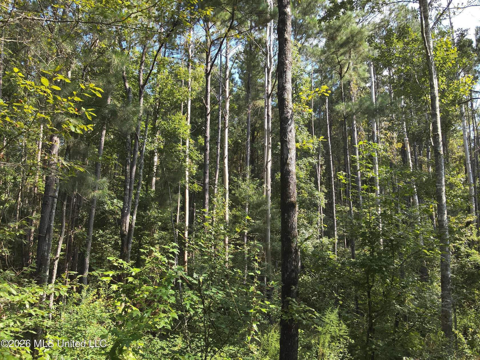 36.9 Acres of Recreational Land for Sale in Oak Vale, Mississippi