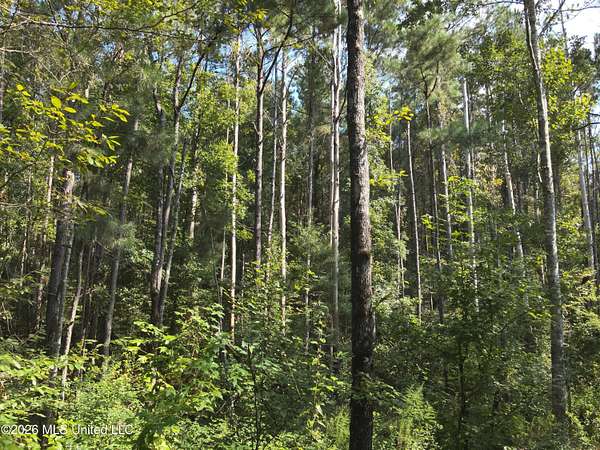 36.9 Acres of Recreational Land for Sale in Oak Vale, Mississippi
