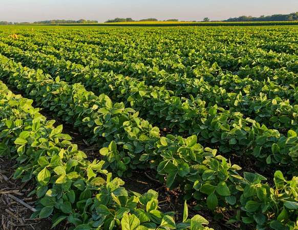80 Acres of Land for Sale in Scranton, Iowa