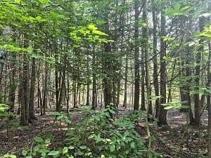 150 Acres of Recreational Land for Sale in Presque Isle, Michigan
