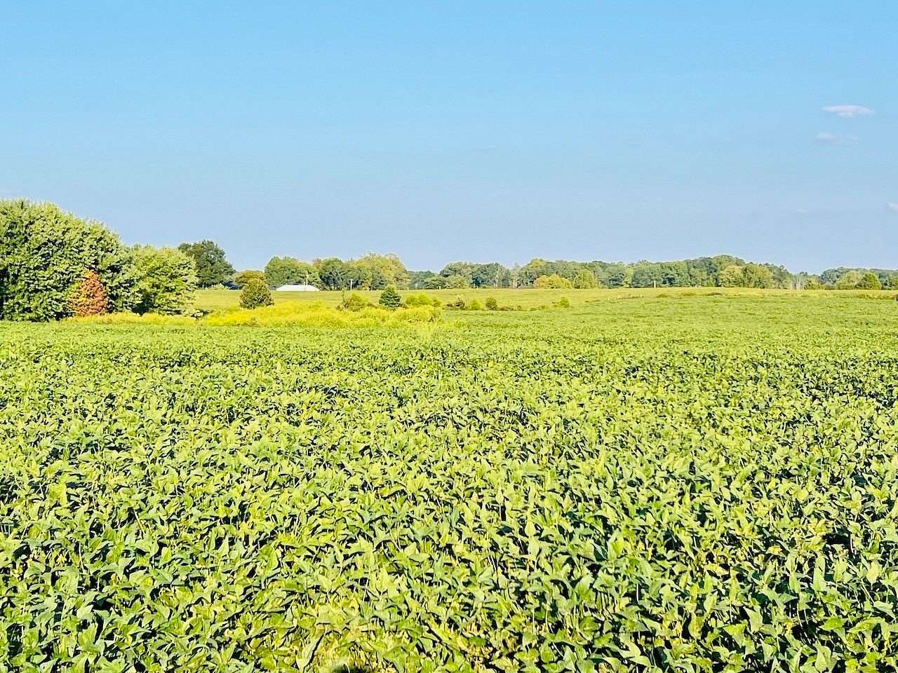 7.6 Acres of Land for Auction in Windsor, Kentucky