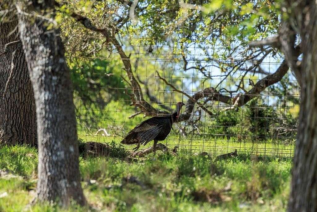 25 Acres of Land for Sale in Fredericksburg, Texas