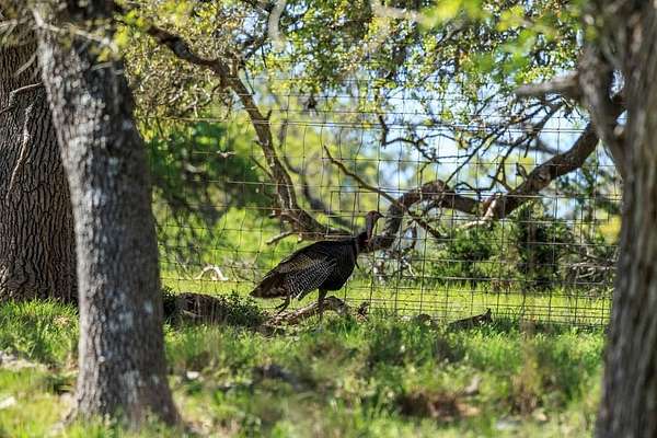 25 Acres of Land for Sale in Fredericksburg, Texas