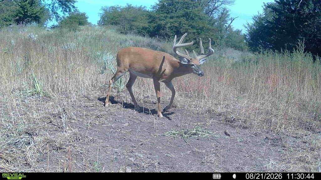 271 Acres of Land for Sale in Russell, Kansas