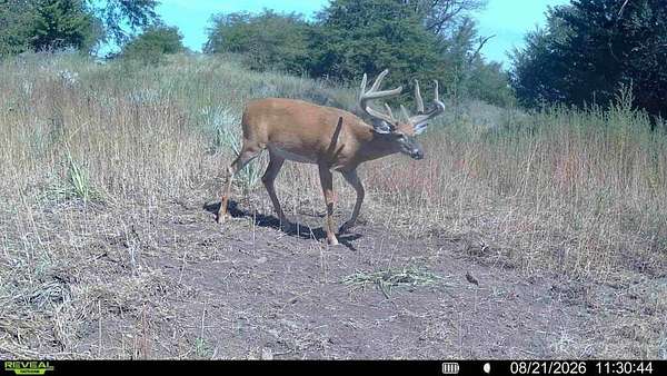 271 Acres of Land for Sale in Russell, Kansas