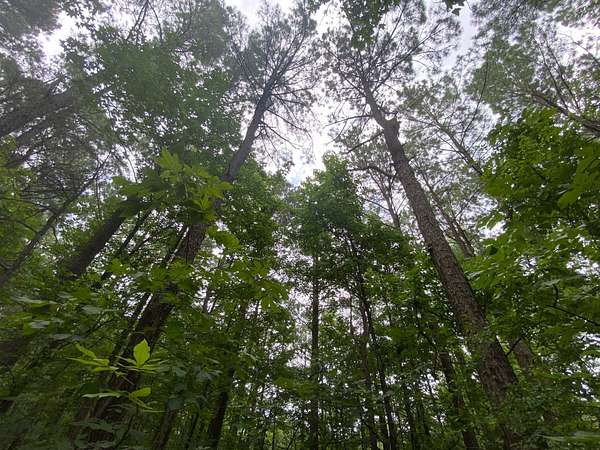 5 Acres of Land for Sale in Hochatown, Oklahoma