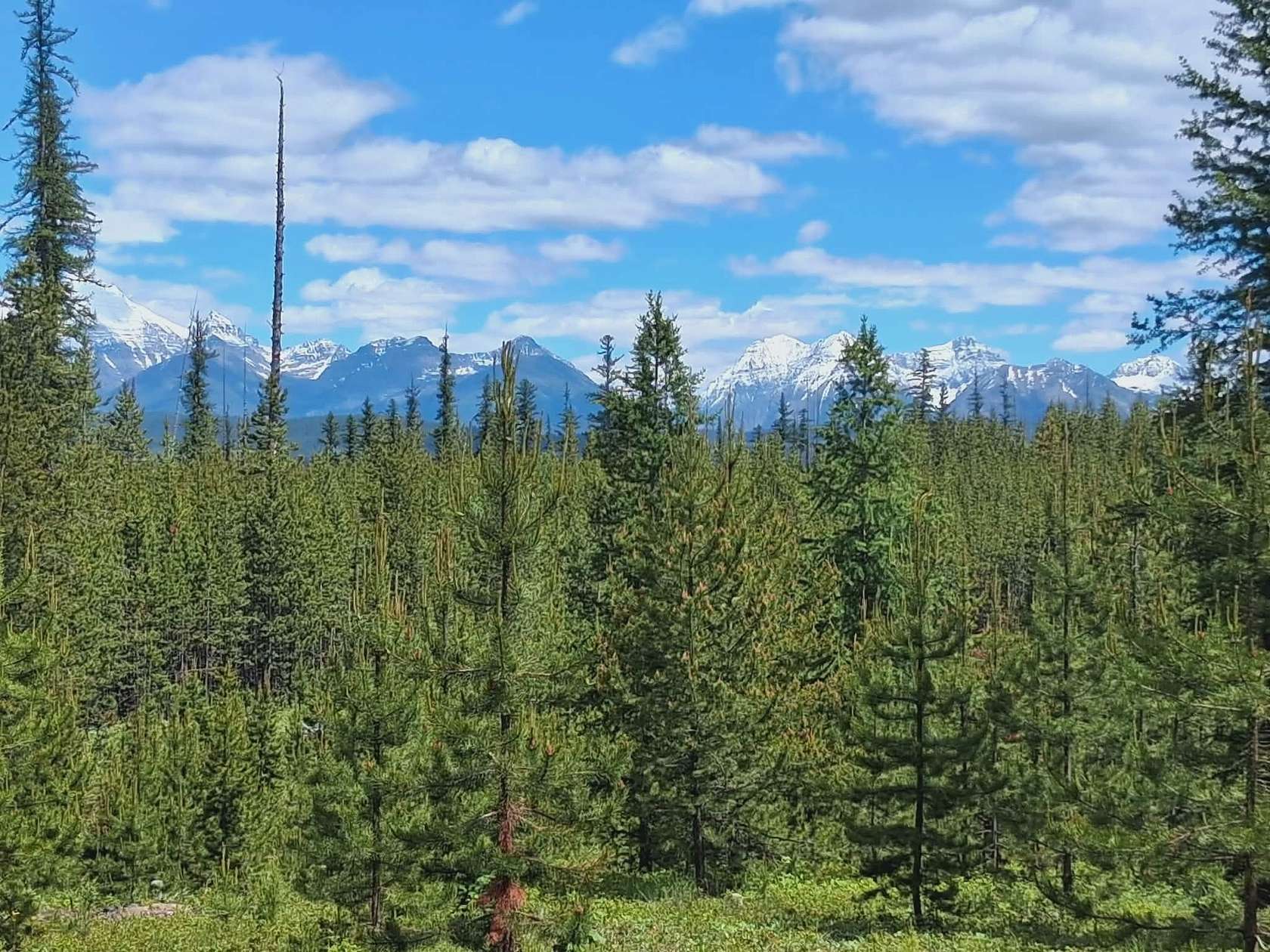 15 Acres of Recreational Land for Sale in Polebridge, Montana