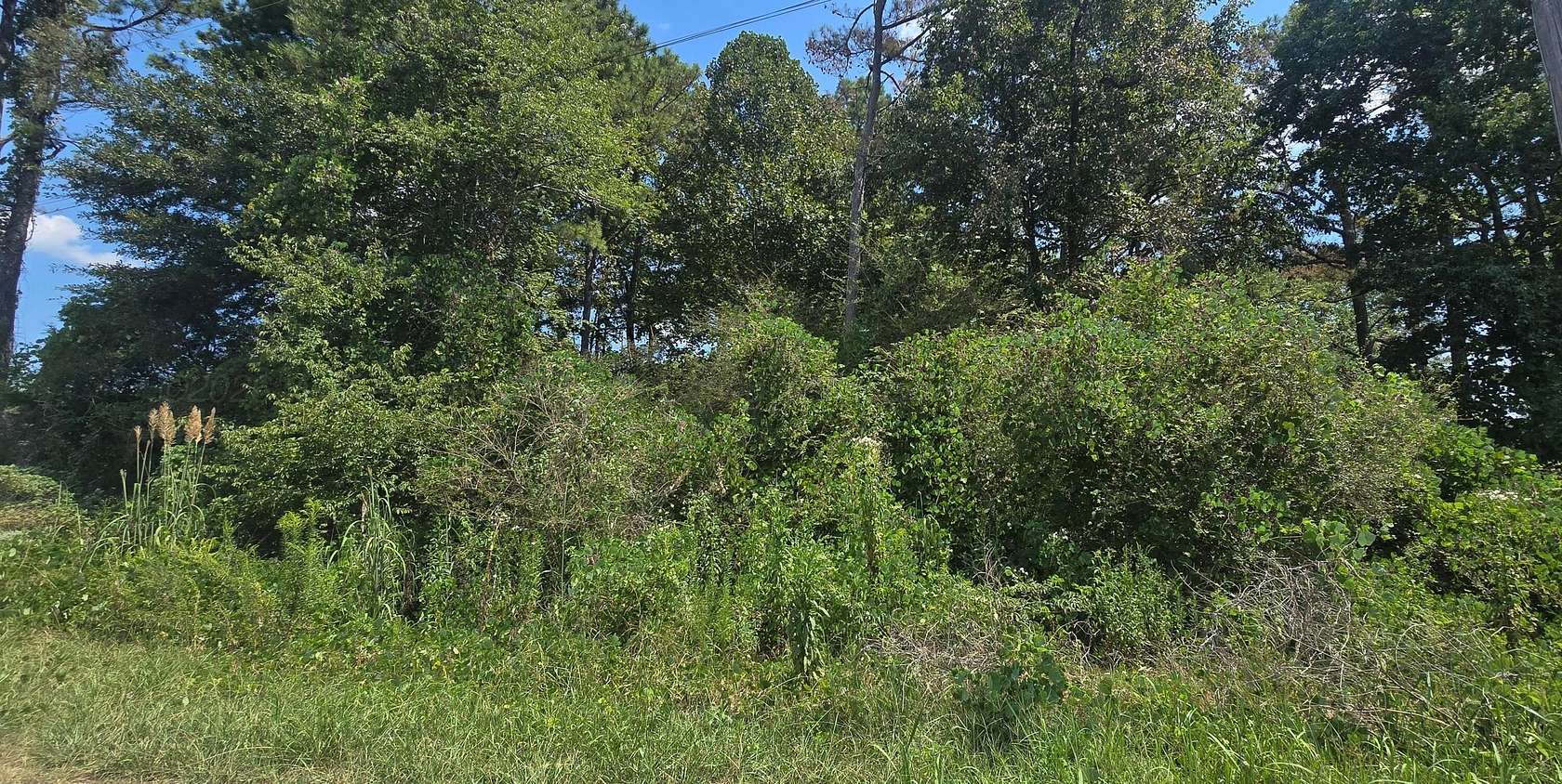Residential Land for Sale in Haleyville, Alabama