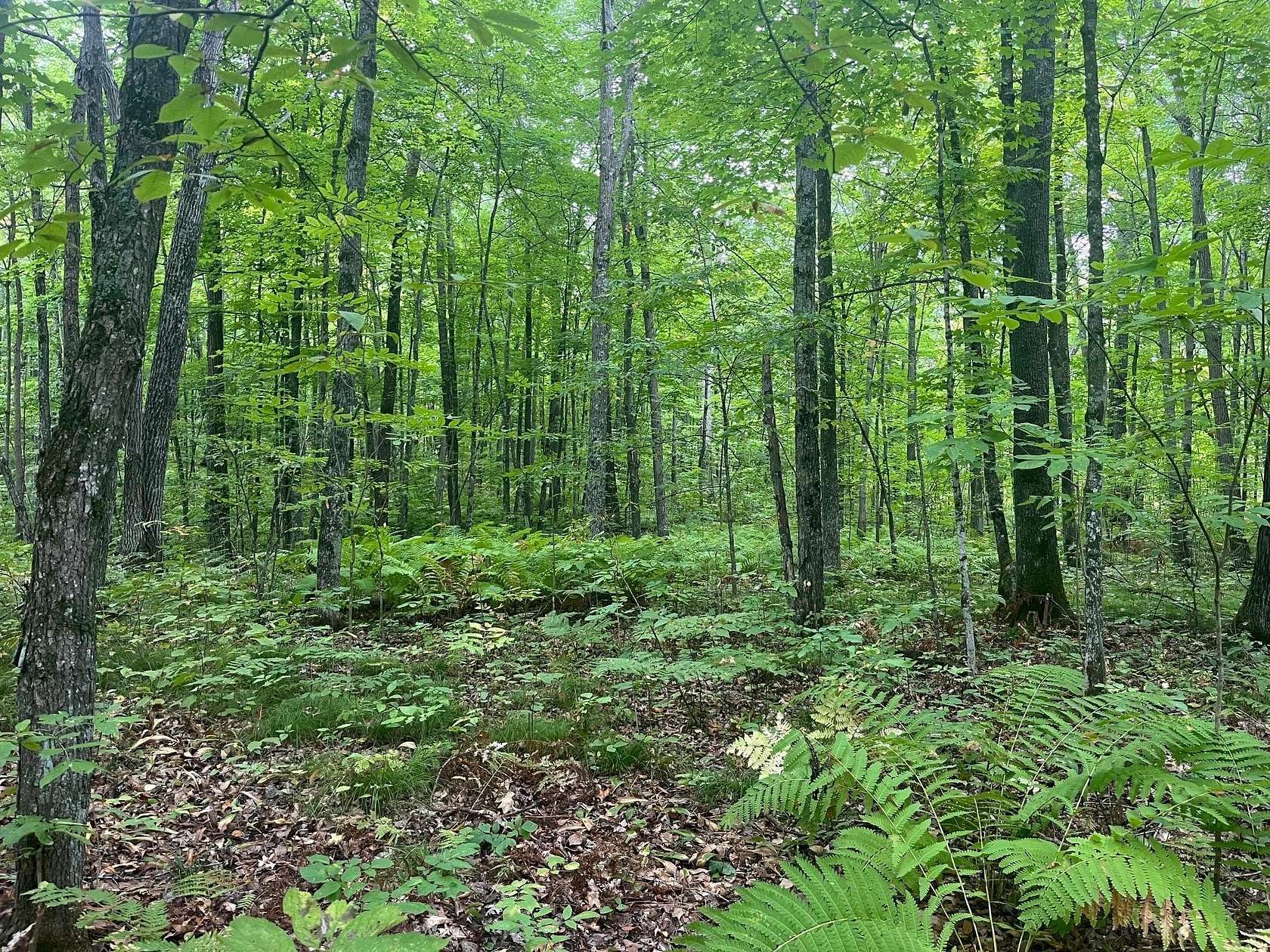 8 Acres of Residential Land for Sale in Mckinley Town, Wisconsin