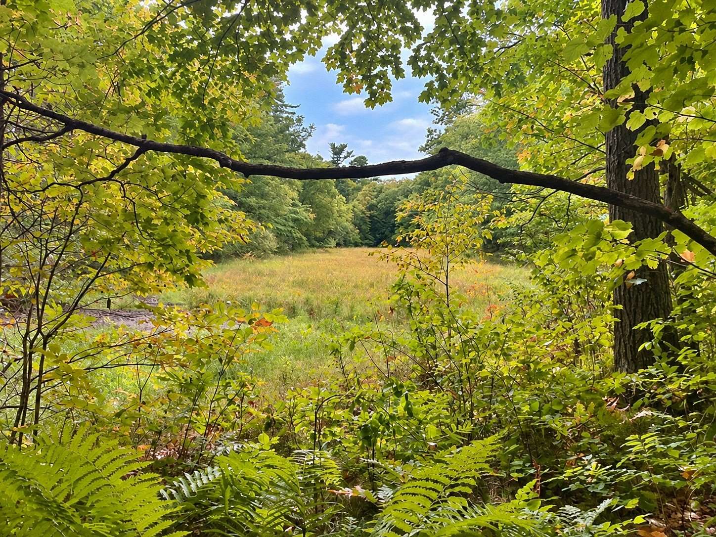 18 Acres of Recreational Land for Sale in Mckinley Town, Wisconsin