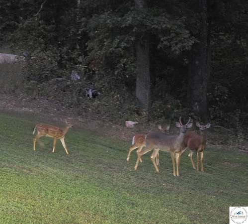 5.12 Acres of Land with Home for Sale in Versailles, Missouri
