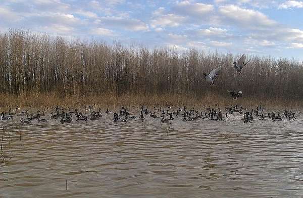 93 Acres of Recreational Land for Sale in Lambert, Mississippi