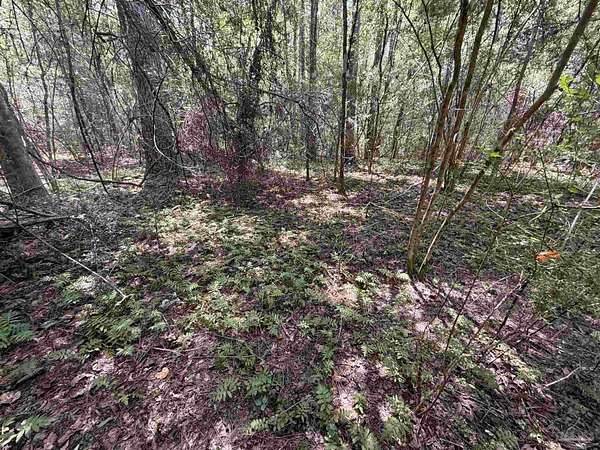 47 Acres of Recreational Land for Sale in Westville, Florida