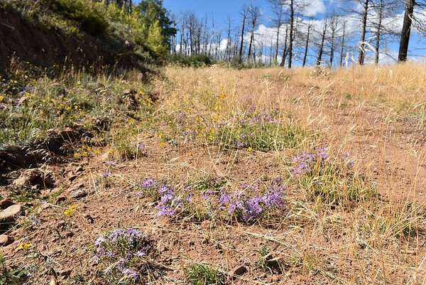 4 Acres of Land for Sale in Fort Garland, Colorado