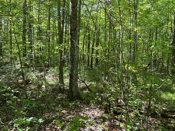 20 Acres of Recreational & Residential Land for Sale in Pine City, Minnesota