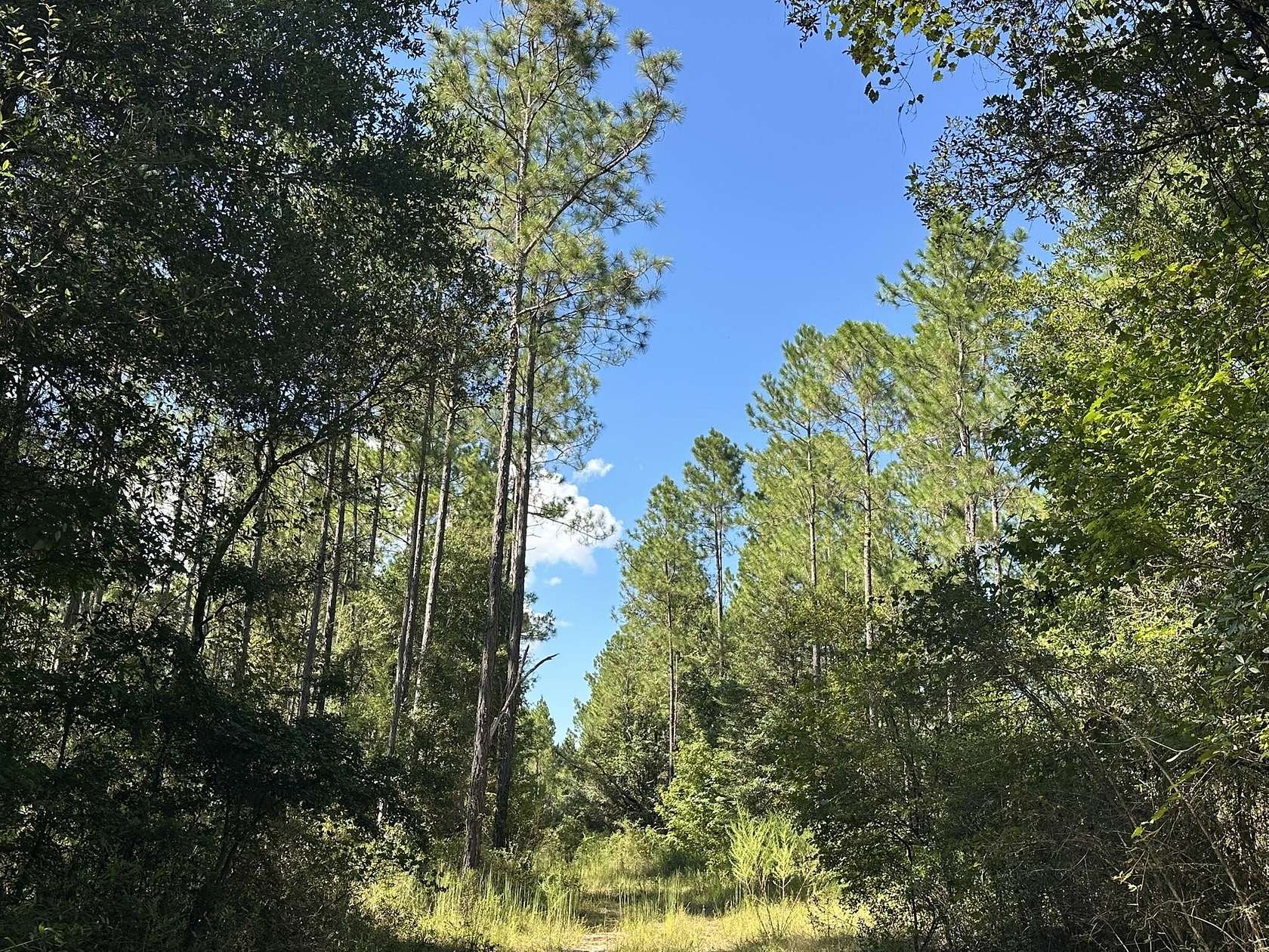 54.5 Acres of Recreational & Residential Land for Sale in Caryville, Florida