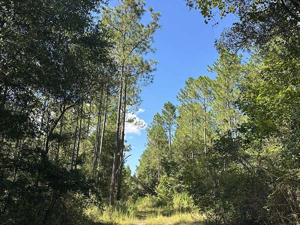 54.5 Acres of Recreational & Residential Land for Sale in Caryville, Florida