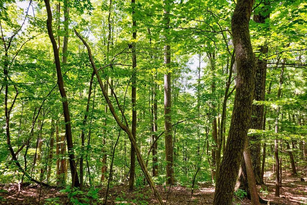 0.48 Acres of Residential Land for Sale in Ellijay, Georgia