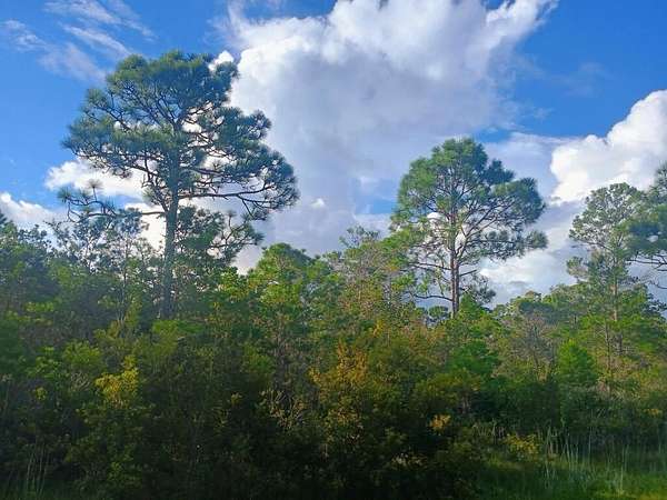 1.1 Acres of Residential Land for Sale in Eastpoint, Florida