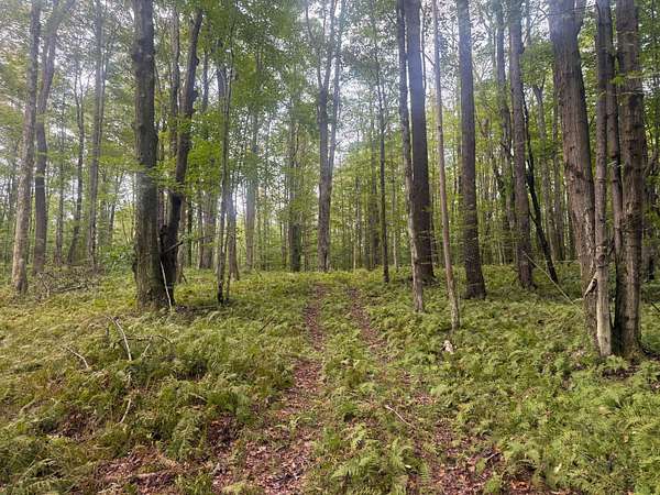 149 Acres of Recreational & Residential Land for Sale in Lewis Run, Pennsylvania