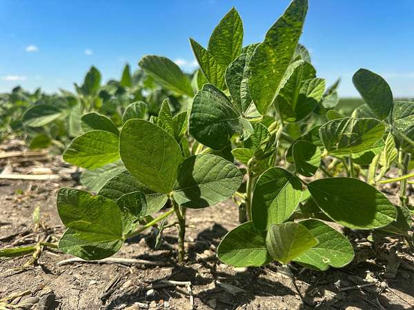 160 Acres of Agricultural Land for Sale in Strasburg, North Dakota