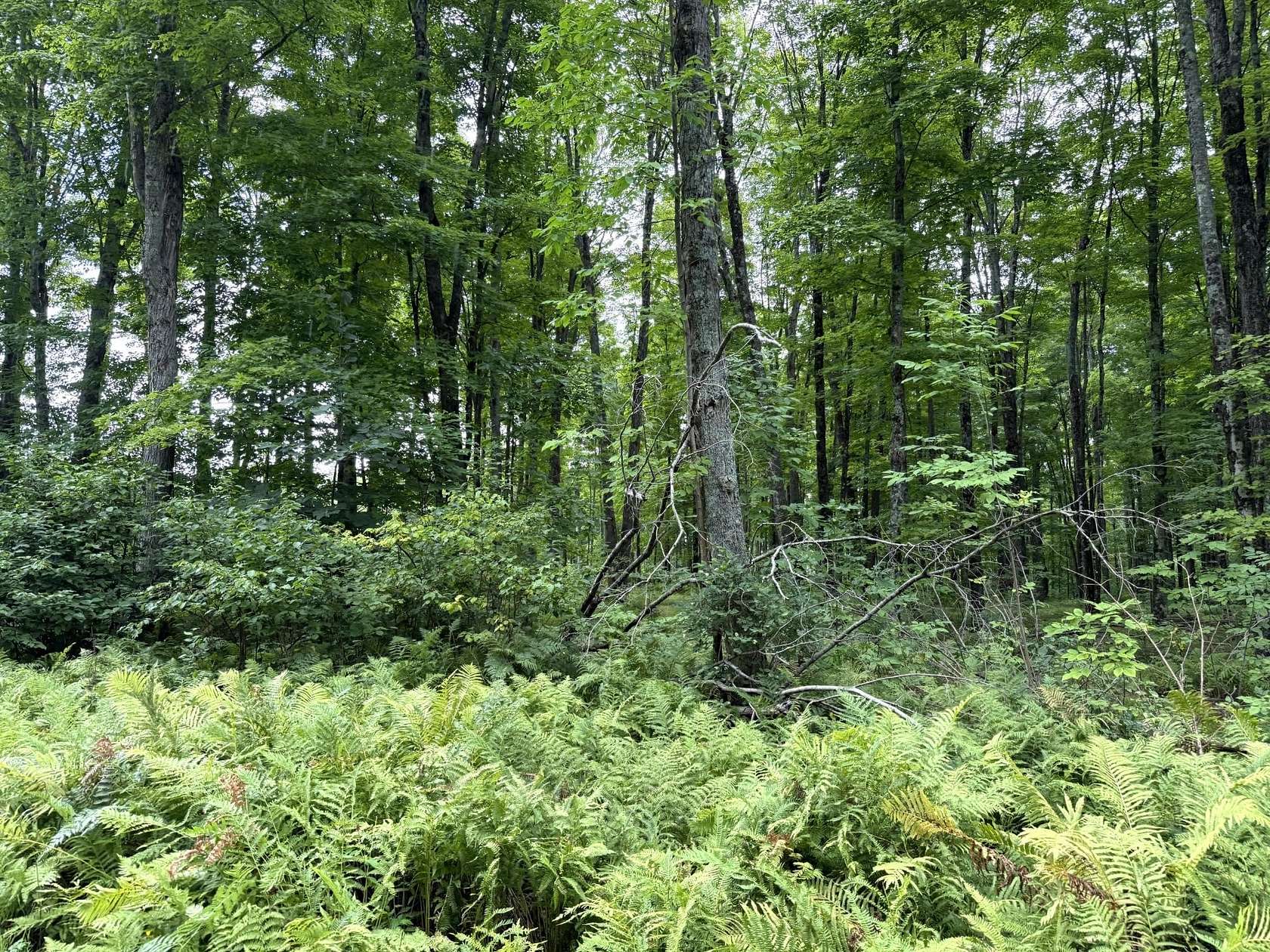 39.1 Acres of Recreational & Residential Land for Sale in Goodman, Wisconsin
