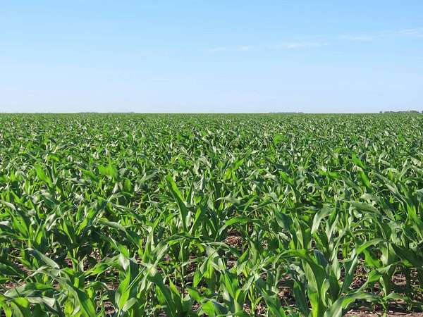 160 Acres of Agricultural Land for Auction in Rolette, North Dakota