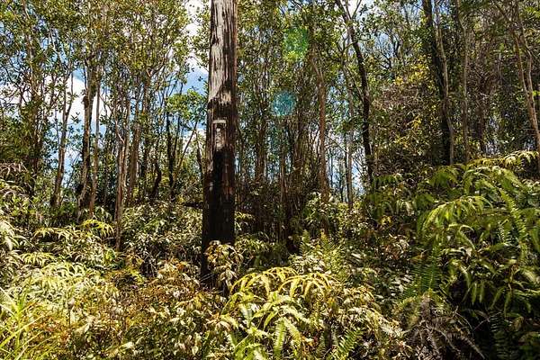 2 Acres of Residential Land for Sale in Mountain View, Hawaii