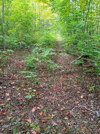 116 Acres of Recreational & Residential Land for Sale in Presque Isle, Michigan