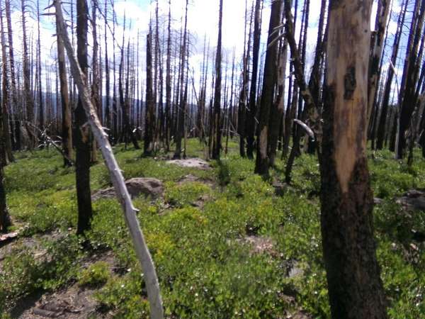 40 Acres of Recreational Land for Sale in Weed, California
