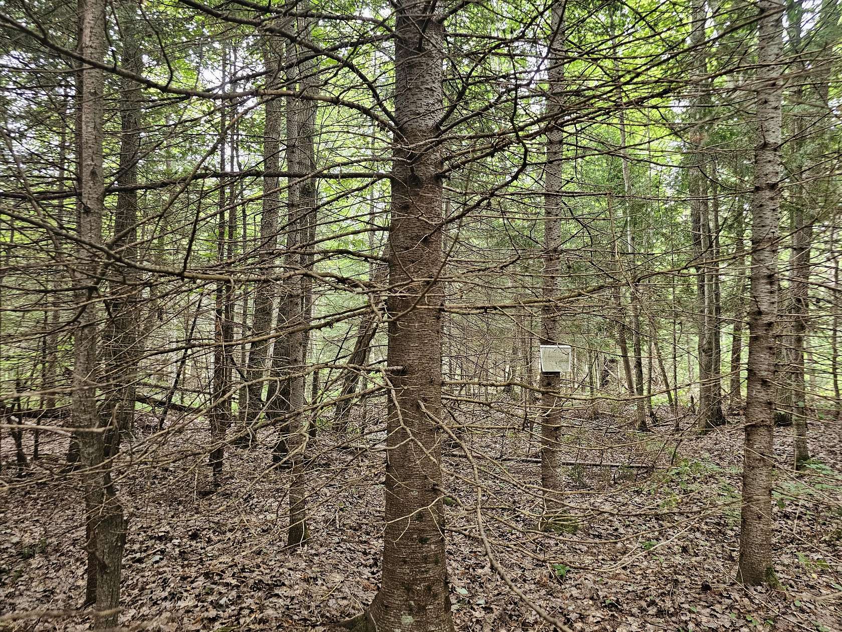 80 Acres of Recreational Land for Sale in Trout Lake, Michigan