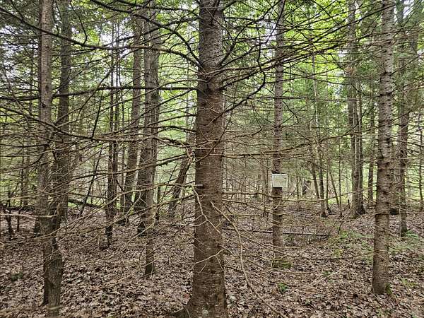 80 Acres of Recreational Land for Sale in Trout Lake, Michigan