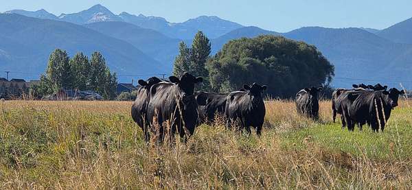 150 Acres of Land for Sale in Bozeman, Montana