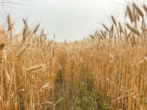 480 Acres of Land for Auction in New Salem, North Dakota