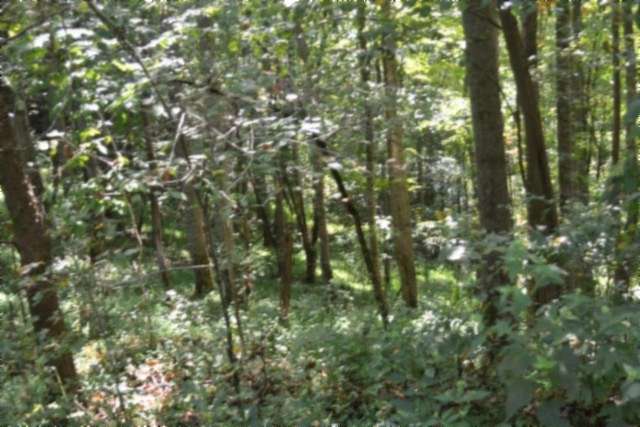 11 Acres of Recreational & Residential Land for Sale in Whitleyville, Tennessee